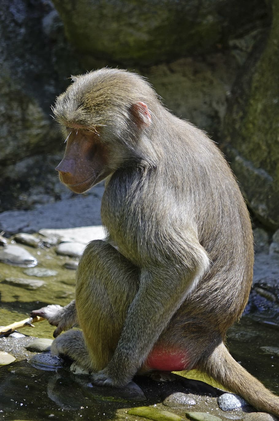 baboon, monkey, sit, primate, creature, monkey family, nature HD wallpaper
