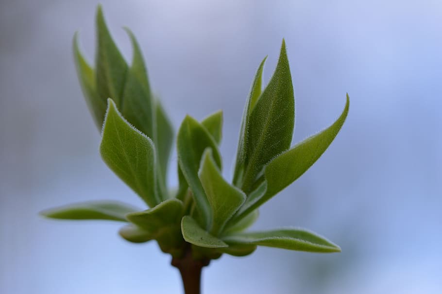 bud, plant, nature, close, spring, green, sprouts, plant part HD wallpaper