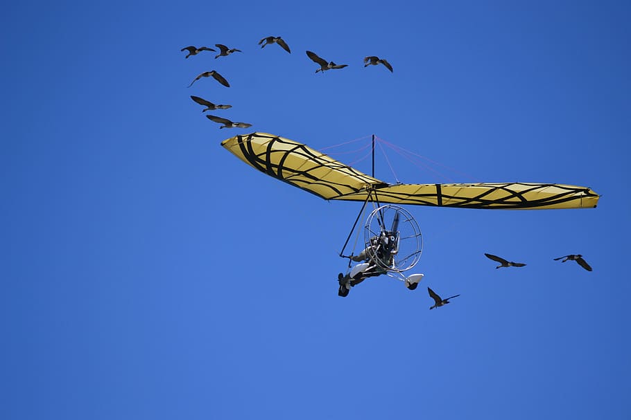 glider, geese, sky, herd, flight, birds, flying, blue, clear sky HD wallpaper