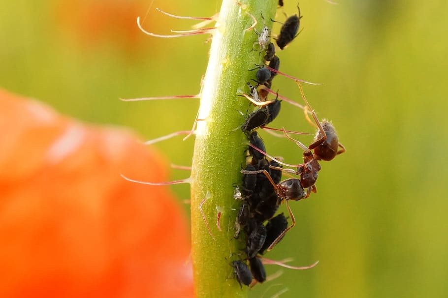 ant, aphids, macro, insect, macro photography, invertebrate HD wallpaper