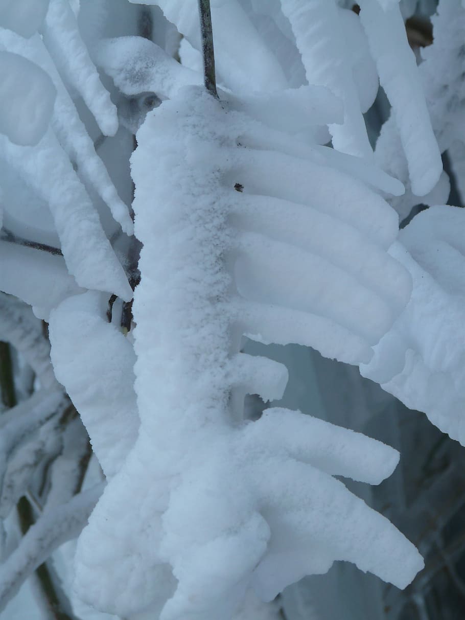 Branches, Aesthetic, Hoarfrost, Iced, winter, snow, frozen HD wallpaper