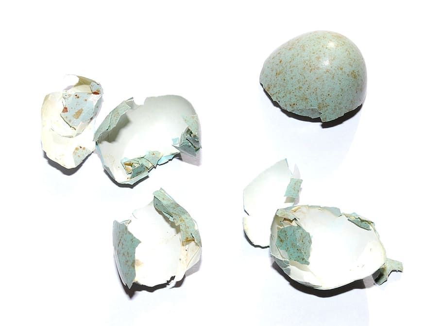 Egg Shell, Bird Egg, Hatched, blue egg, broken egg, gemstone HD wallpaper