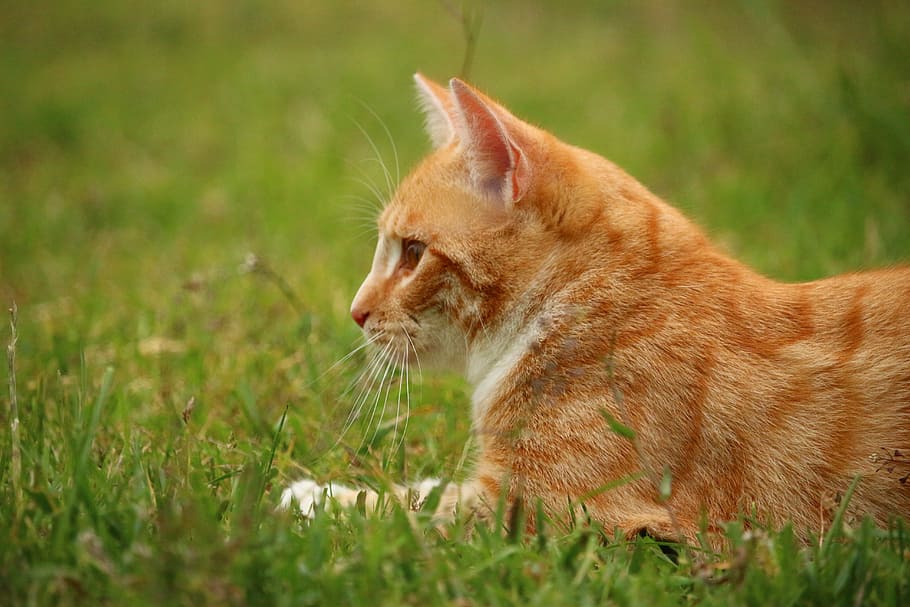 Cat, Kitten, Mackerel, mieze, domestic cat, red cat, red mackerel tabby HD wallpaper