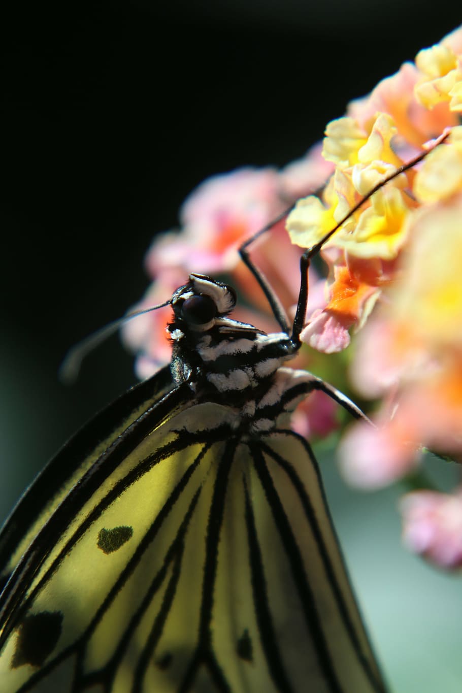 butterfly, insect, macro, compound, flower, flowering plant HD wallpaper