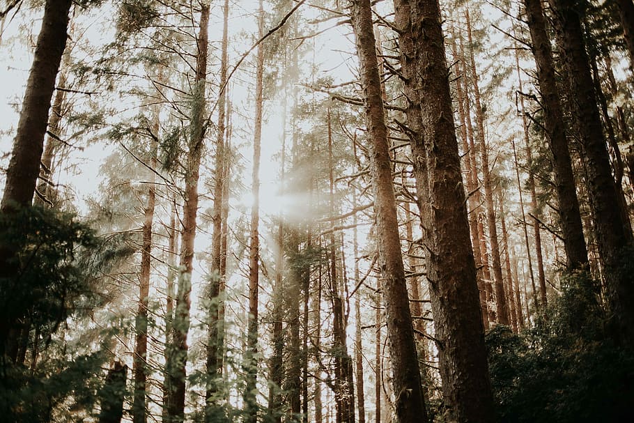 low angle photography of forest under cumulus clouds, worms eyeview photography of trees during daytime HD wallpaper