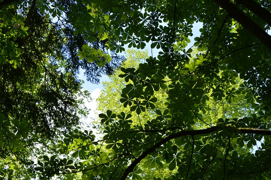 canopy, leaves, trees, nature, forest, glade, plant, growth HD wallpaper