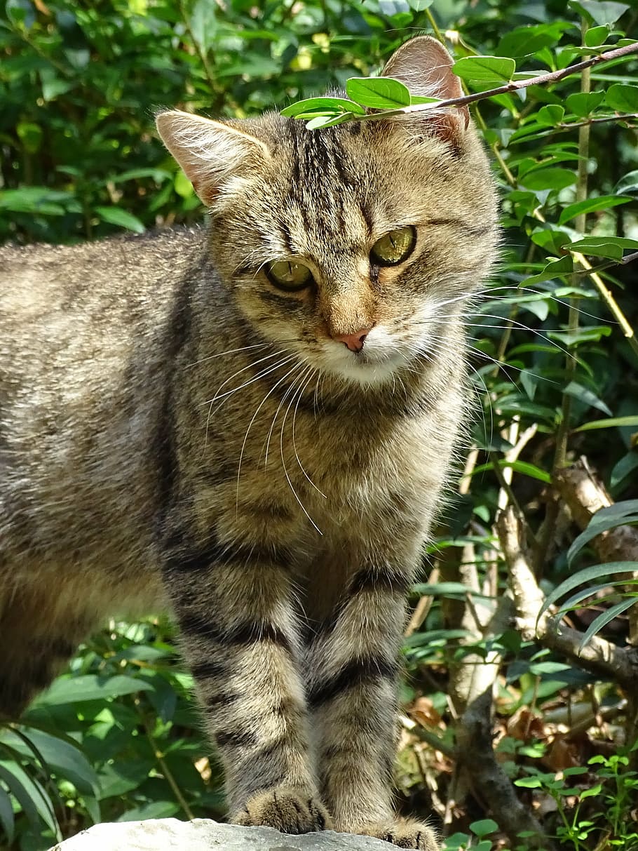 cat, vigilant, view, head, nature, watch, domestic cat, feline HD wallpaper