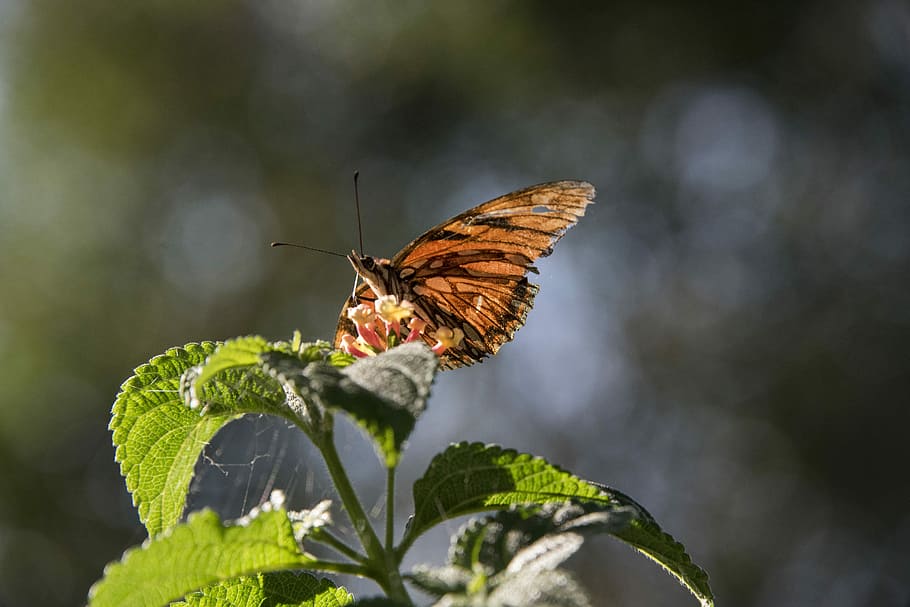 selective focus photo of a brown butterfly on green leafed plant HD wallpaper