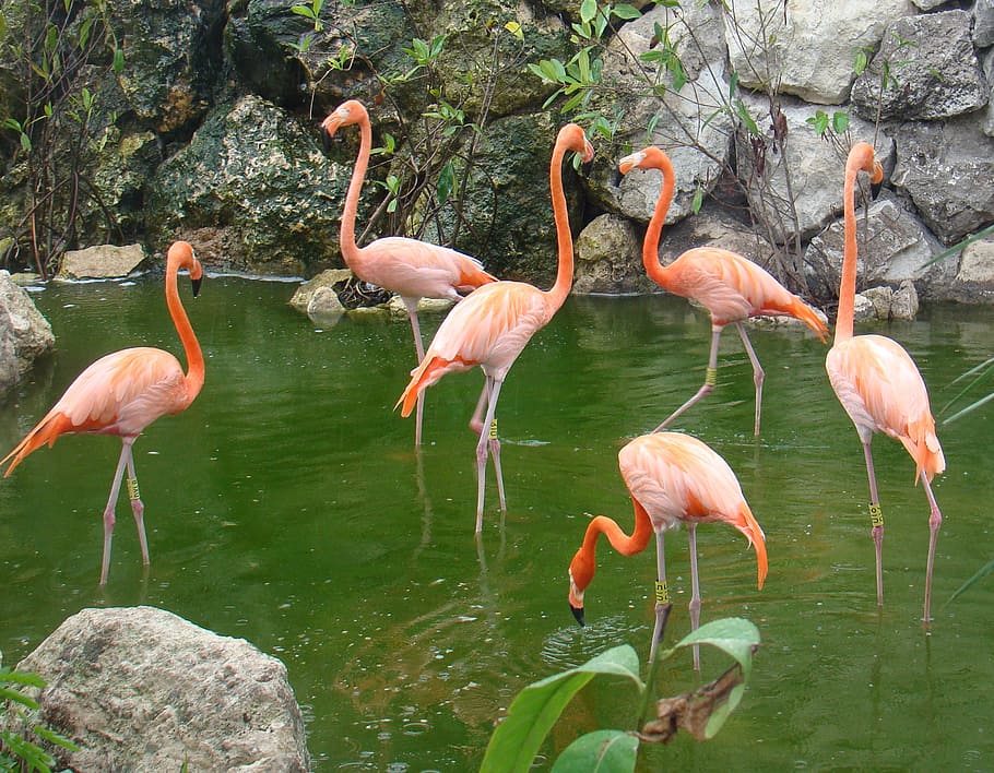 flamenco, ave, rosa, bird, animal themes, flamingo, animal wildlife, HD wallpaper