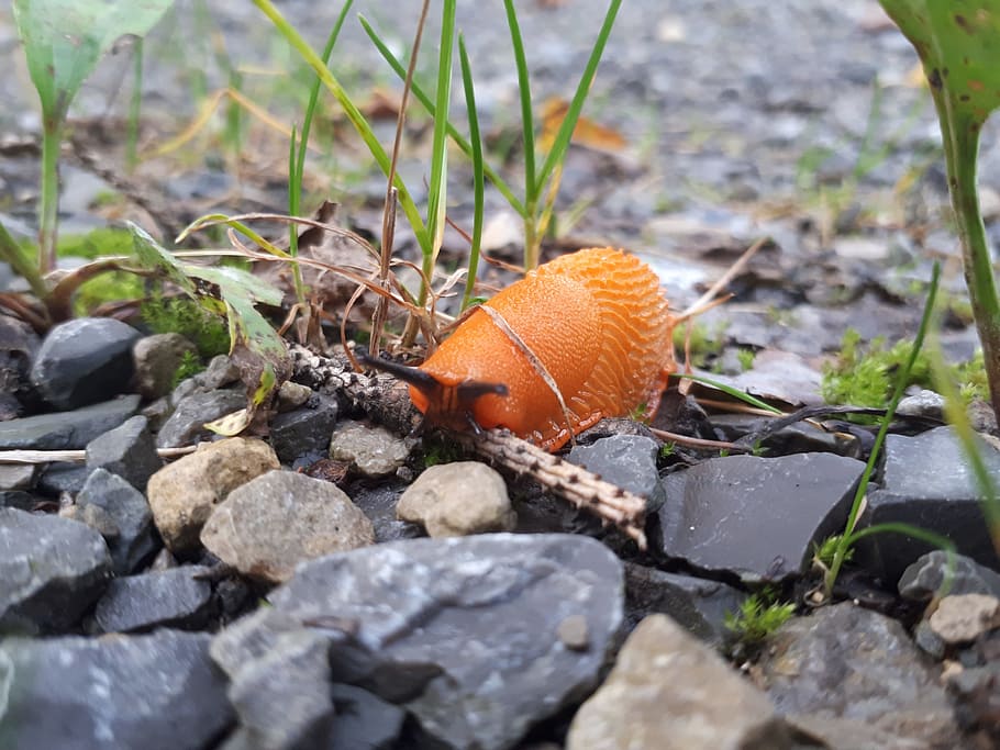 forest, snail, orange, steinchen, nature, day, orange color HD wallpaper