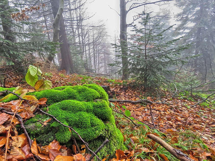 forest, autumn, foliage, moss, the fog, nature, green, bronze HD wallpaper