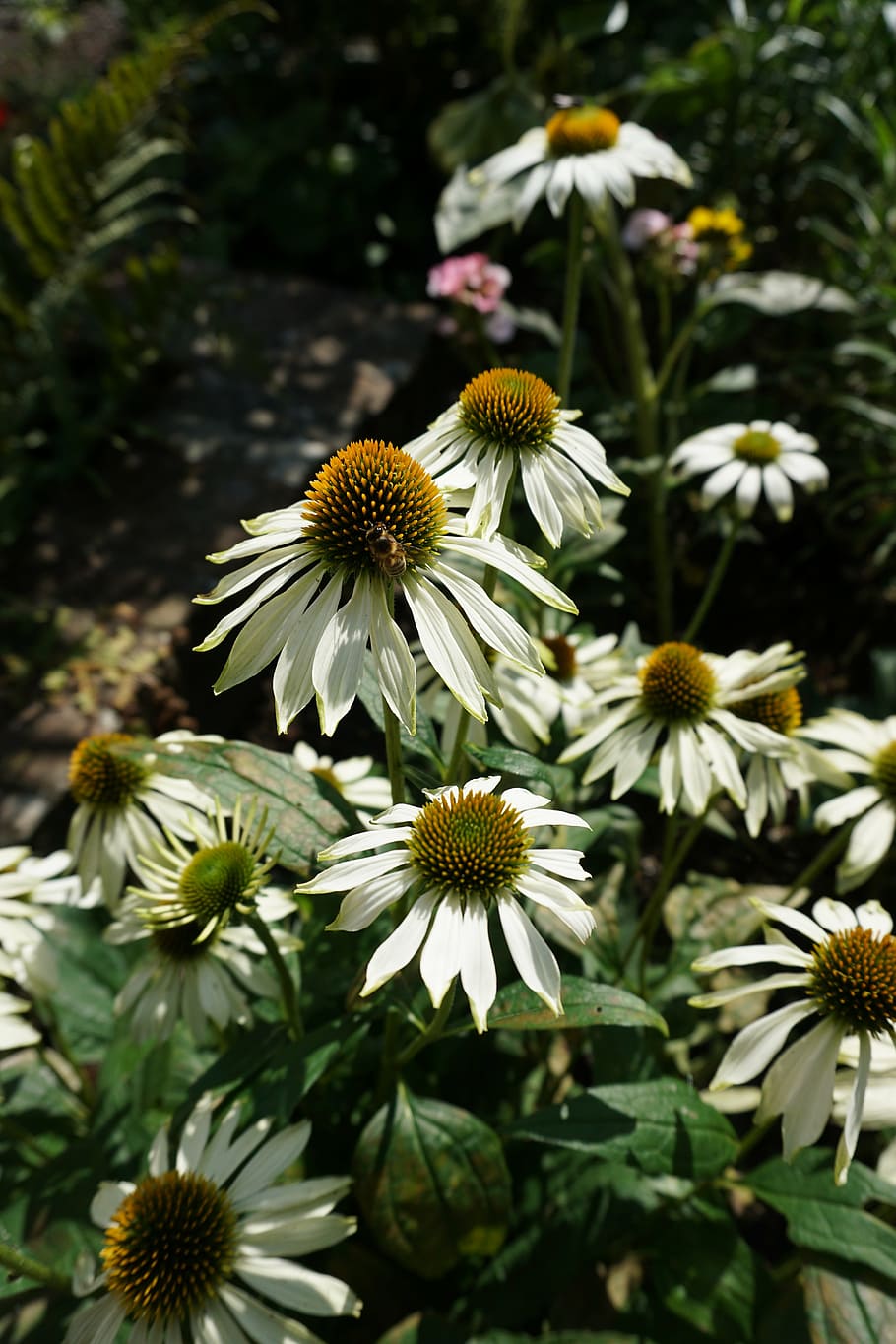 daisy, daisies, flowers, summer, white, petals, spring, nature HD wallpaper