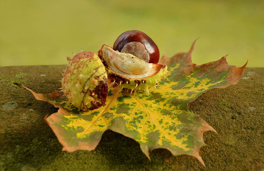 red fruit on yellow leaf, chestnut, autumn, golden october, leaves, HD wallpaper