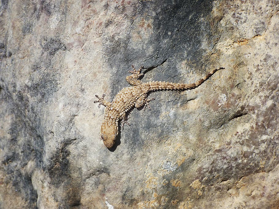 gecko, rocks, texture, dragon, camouflage, reptile, animal wildlife HD wallpaper