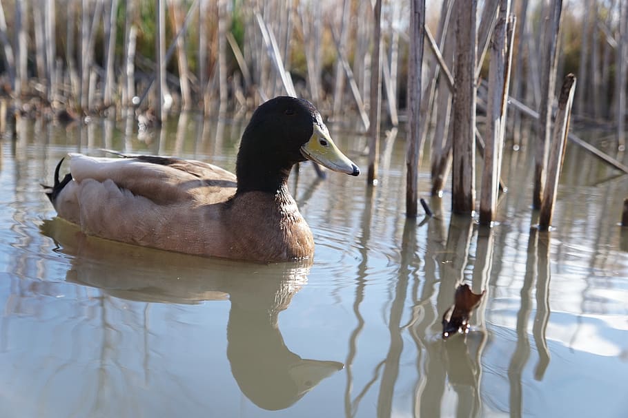 duck, pond, reflection, nature, bird, animal themes, animals in the wild HD wallpaper