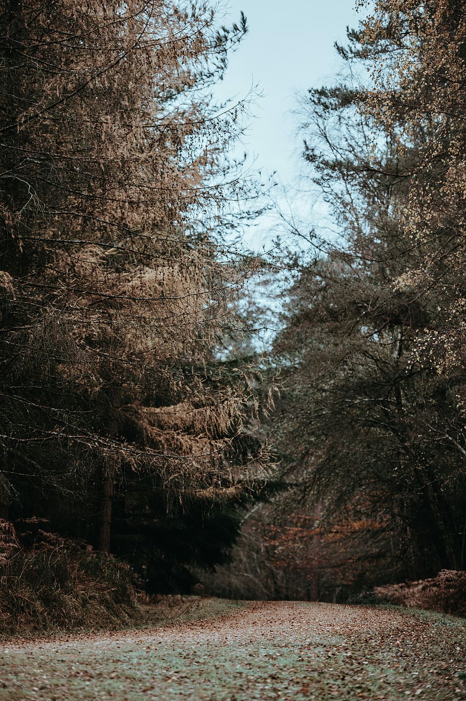 Autumn in the Forest, landscape photography of pathway, tree HD wallpaper