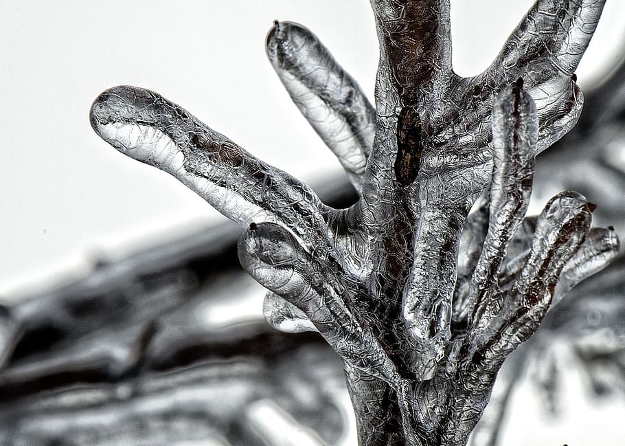 close photo of frozen tree branch, ice, winter, icy, cold, beautiful HD wallpaper