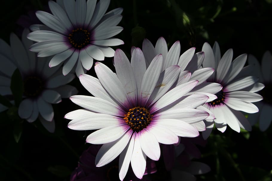 white cape daisy, flowers, petals, shadows, detailed, flowering plant