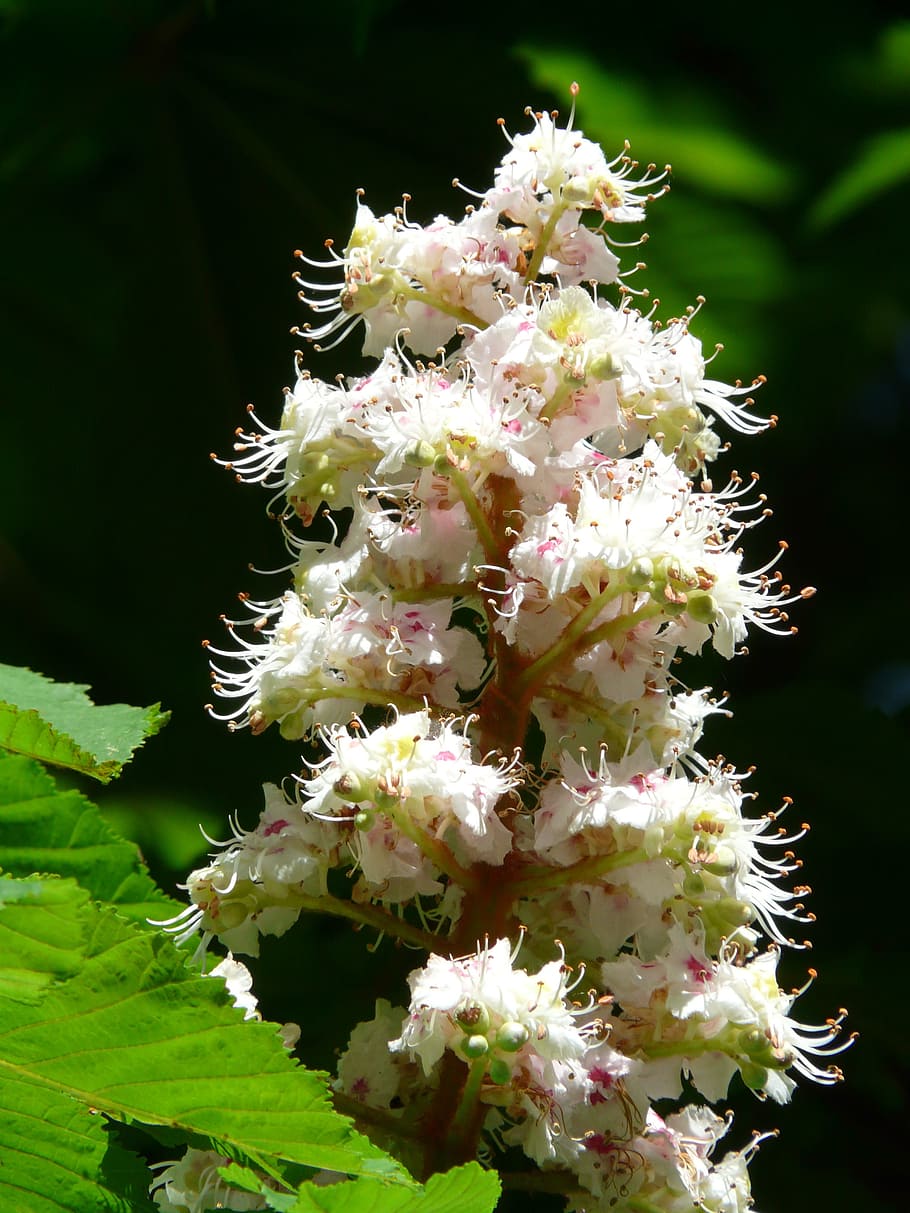 Inflorescence, Blossom, Bloom, White, close, macro, ordinary rosskastanie, HD wallpaper