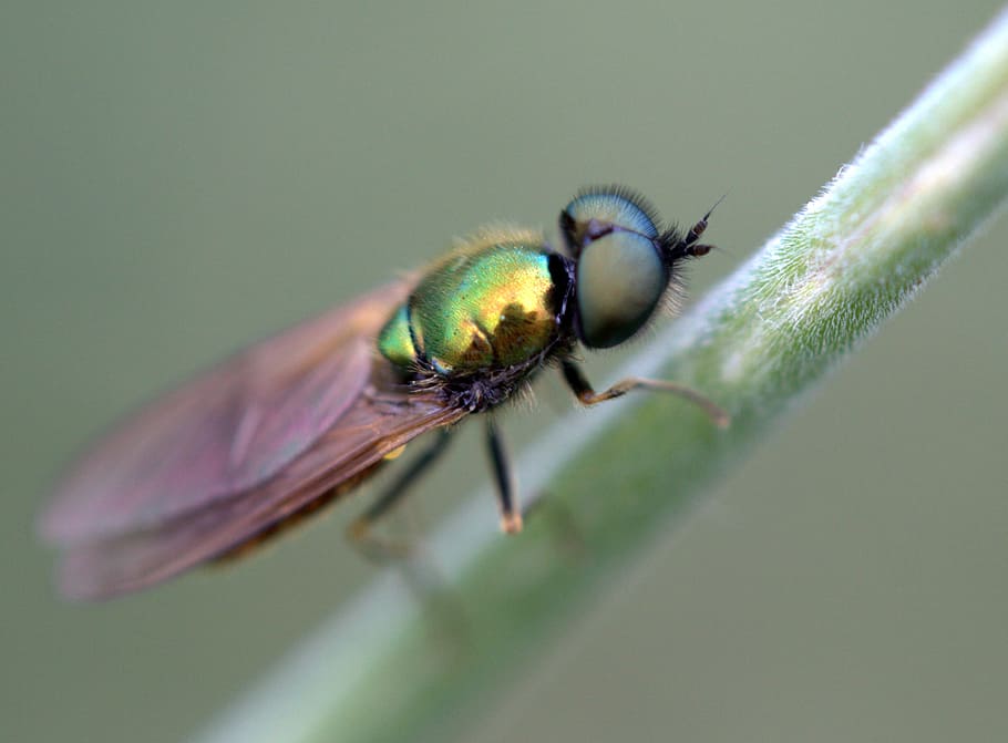 fly, green, strain, insecta, rest, invertebrate, animal themes HD wallpaper