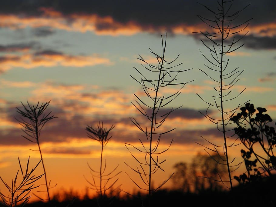sunset, plants, twigs, sky, beauty in nature, cloud - sky, silhouette HD wallpaper