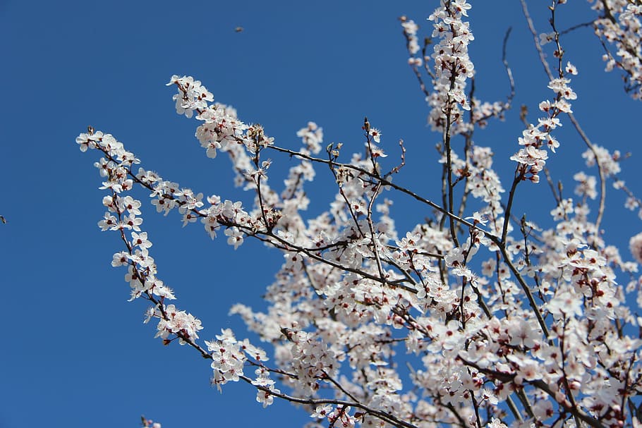 Spring, Cherry, Flower, flowering, blue sky, nature, day, springtime HD wallpaper