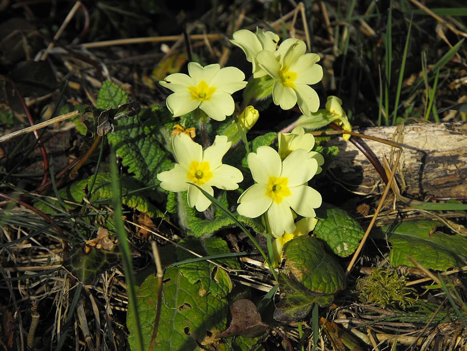 Primroses, Flower, Wild, Spring, Green, nature, plant, blossom HD wallpaper