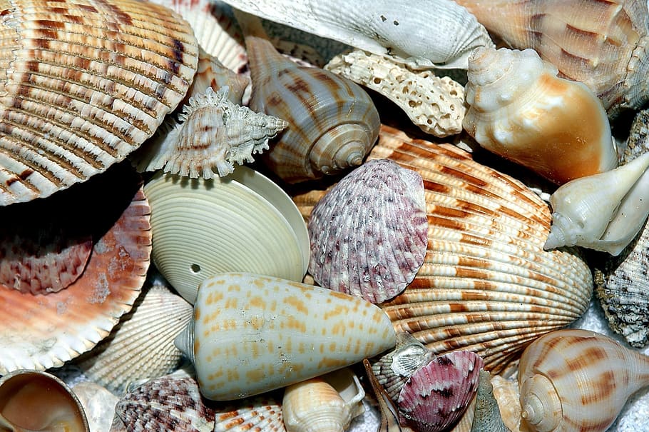 assorted brown and white seashells, sea shells, beach shell, patterns, HD wallpaper