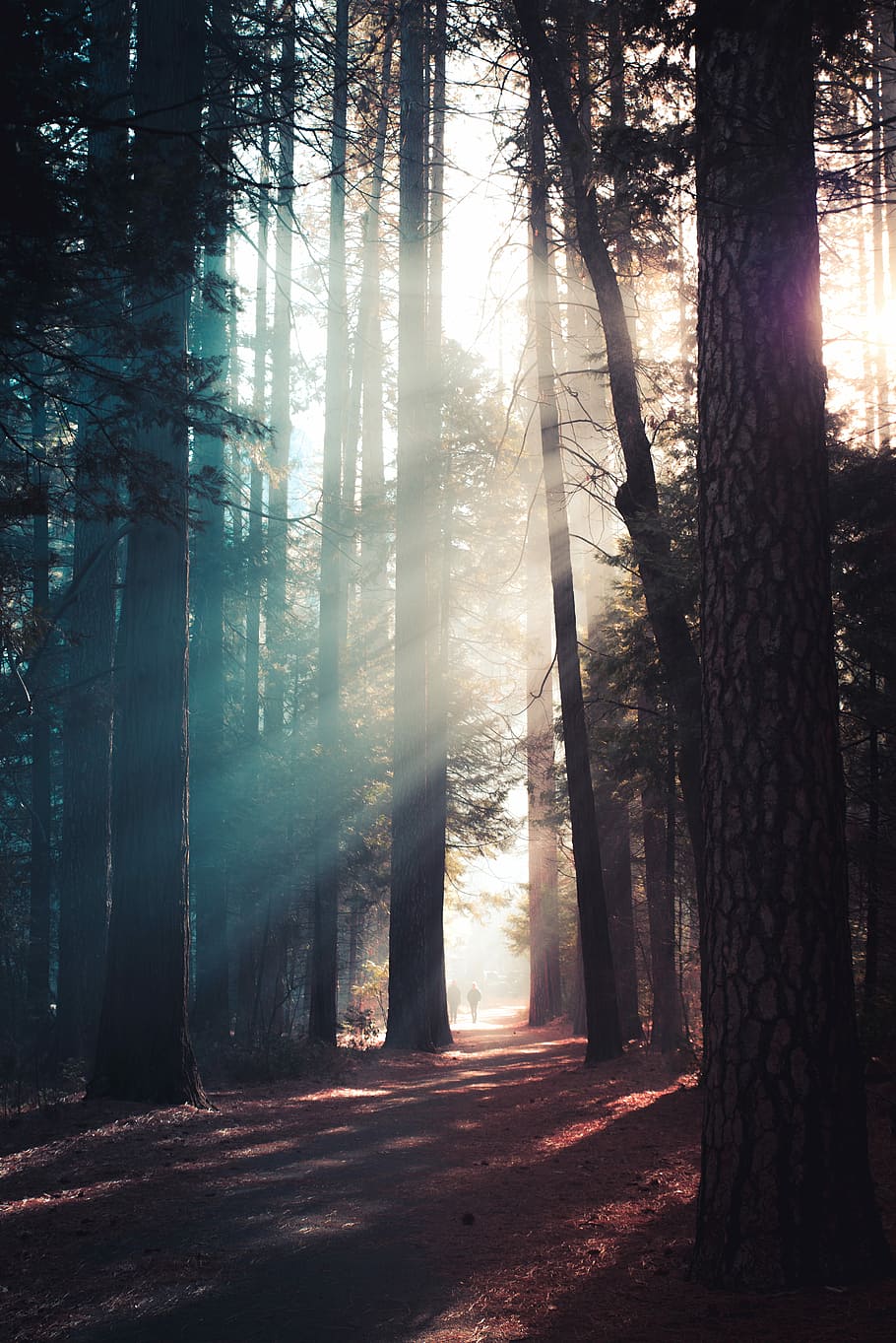 trees in forest with sun rays, tress with fog during daytime HD wallpaper