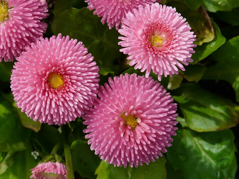 Flower, Daisy, Close, Plant, red, rob roy, summer, cultivar HD wallpaper