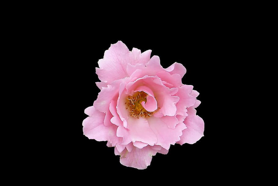 Pink, Free, Background, Blossom, Bloom, close, roses, nature HD wallpaper