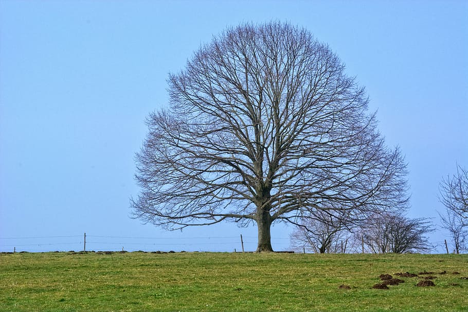 Tree, Nature, individually, autumn, meadow, sky, green, pasture HD wallpaper