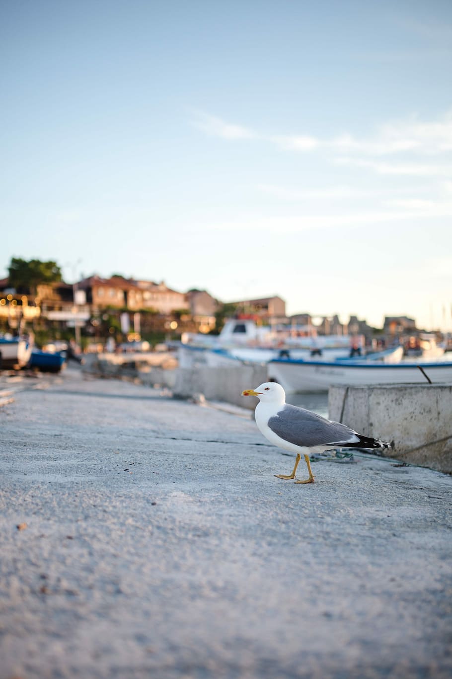 Seagull at Nessebar Port, Bulgaria, day, nobody, animal, boat