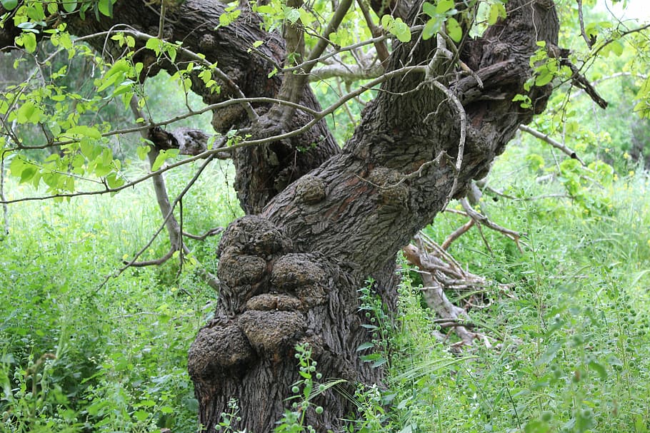 Tree, Old, Nature, Plant, Root, Texture, big tree, large, growth HD wallpaper