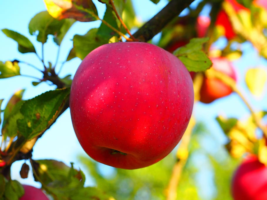 Apple Tree, Fruit, Ripe, red, frisch, healthy, vitamins, orchard HD wallpaper