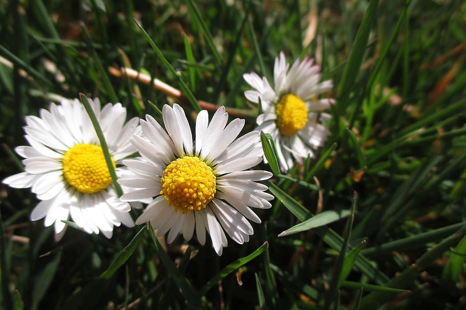 Daisy, Spring, White, Yellow, Grass, nature, flower, summer HD wallpaper