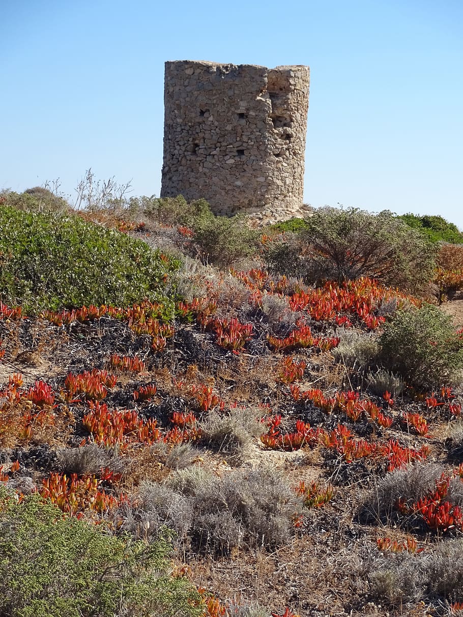Corsica, Tower, Meadow, Flowers, red, summer, no people, ancient HD wallpaper