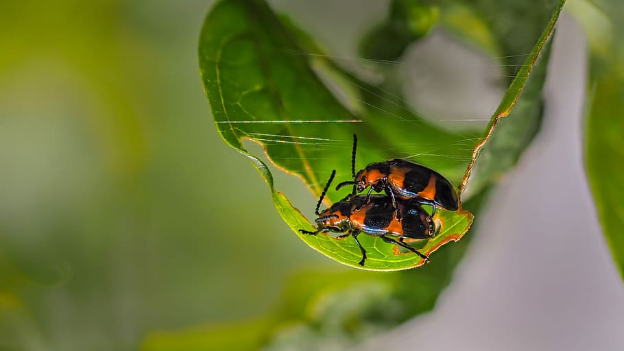 Beetles, Hanoi, for, insect, animal themes, green color, animals in the wild HD wallpaper