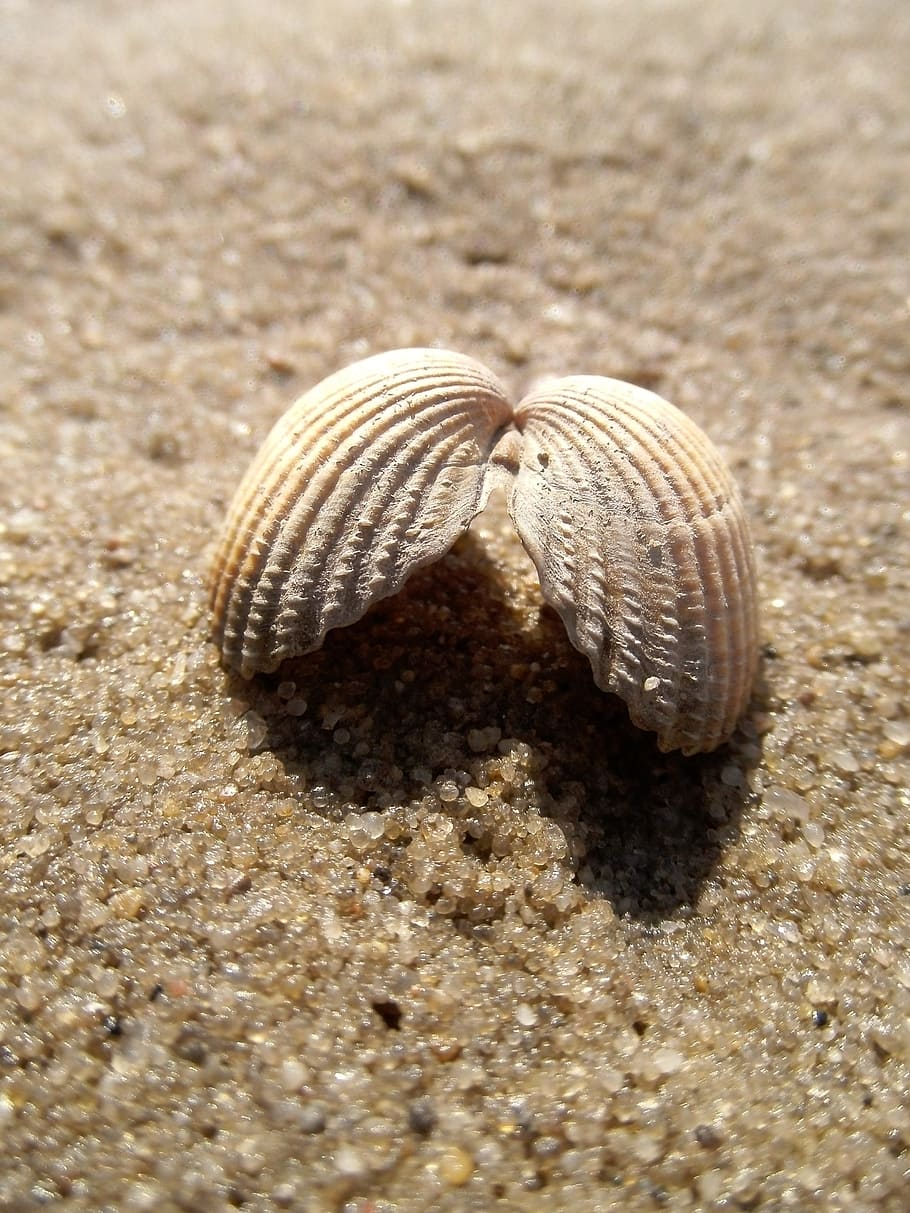 sand, beach, coast, nature, sea, summer, sandy, animal wildlife HD wallpaper