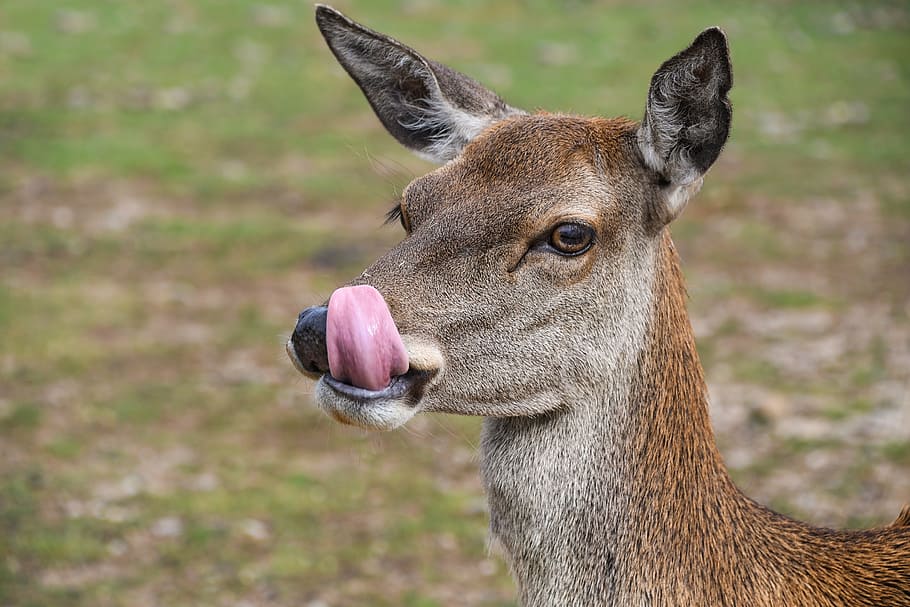 brown deer standing near green grass, biche, language, animal HD wallpaper