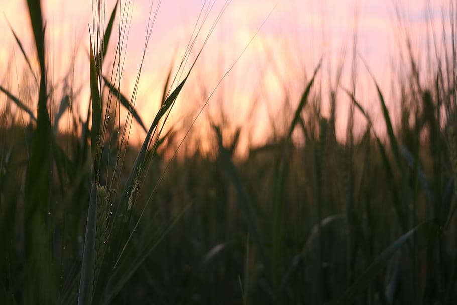 nature, summer, grain, growth, plant, agriculture, land, field HD wallpaper