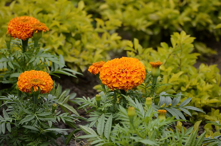geraniums, orange, flowers, green, natural, spring, nature HD wallpaper