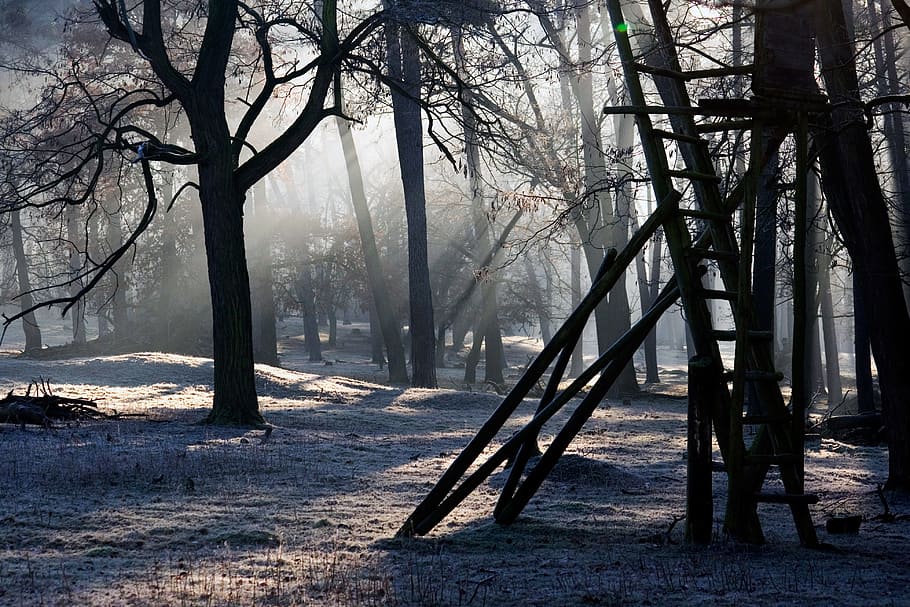 black trees during sunrise, forest, light, mood, light beam HD wallpaper