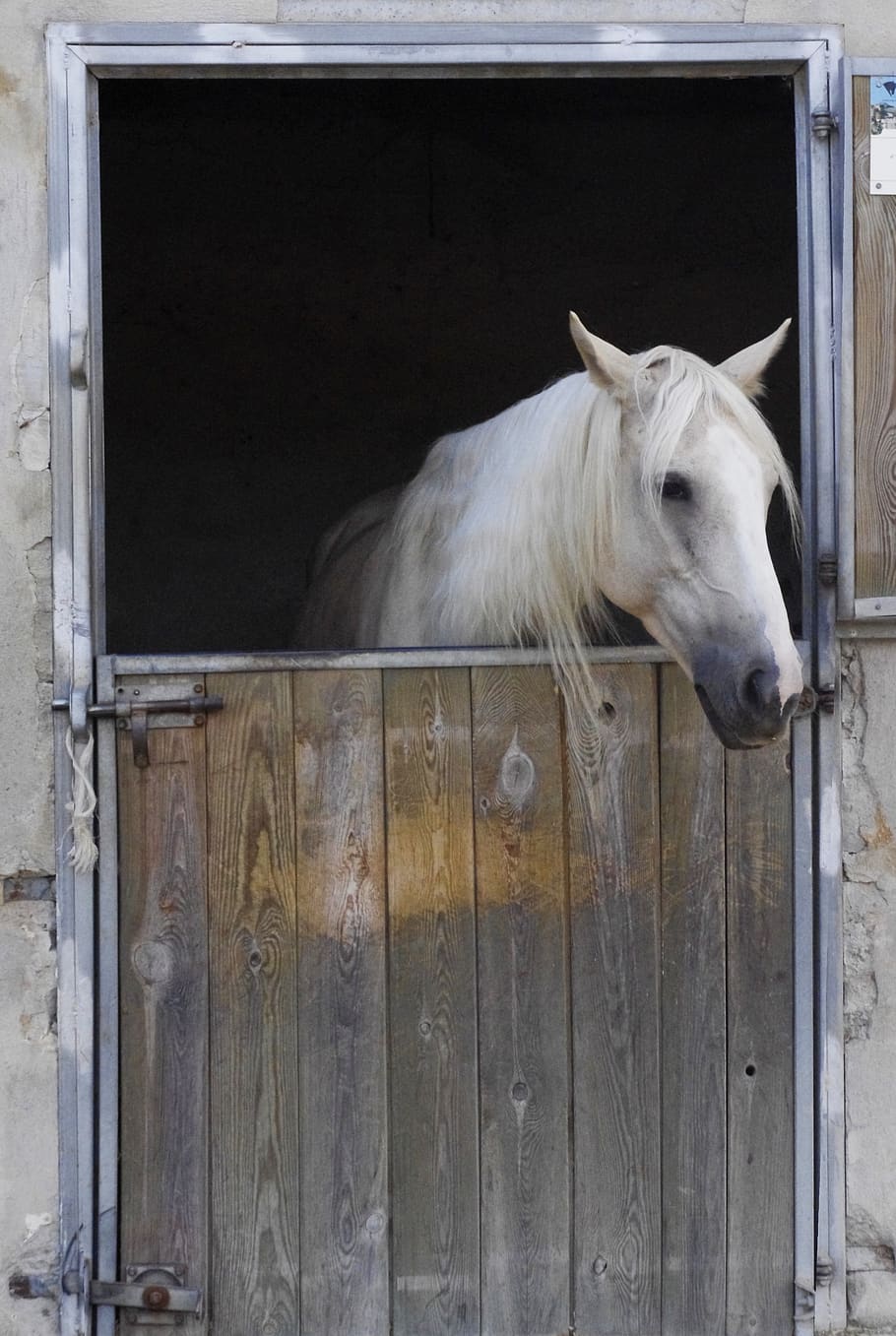 white, horse, mane, box, head, stable, mammal, one animal, domestic HD wallpaper