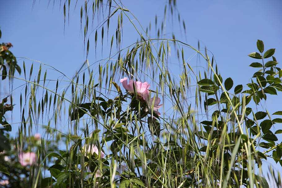 pink, rose, plants, nature, flower, summer, sky, agriculture HD wallpaper