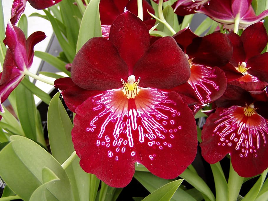 orchid, flower, spring, blossom, plant, petals, nature, pink HD wallpaper