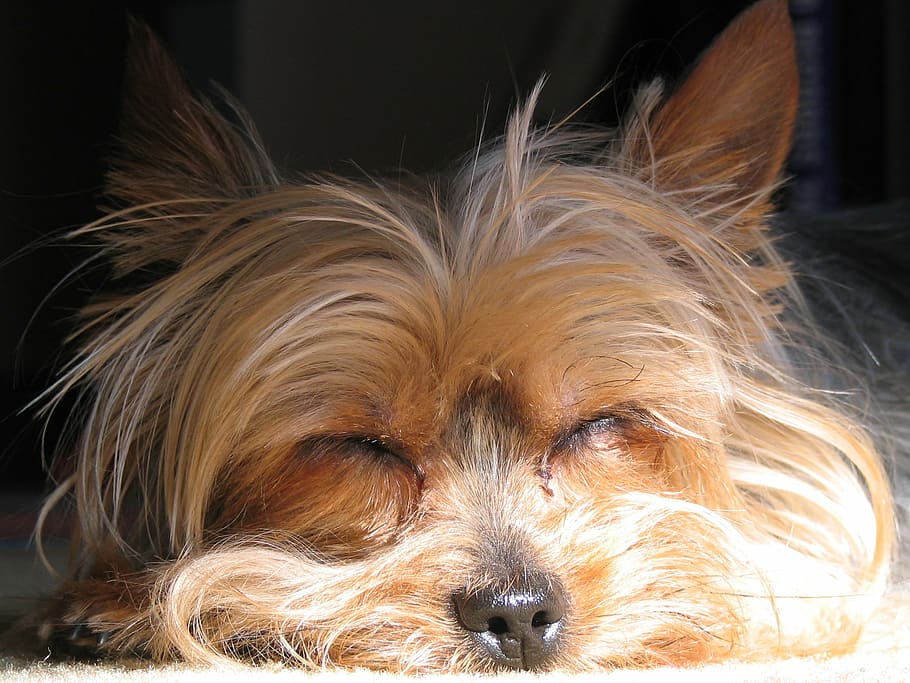 closeup photo of tan Yorkshire terrier, dog, yorkie, pet, canine