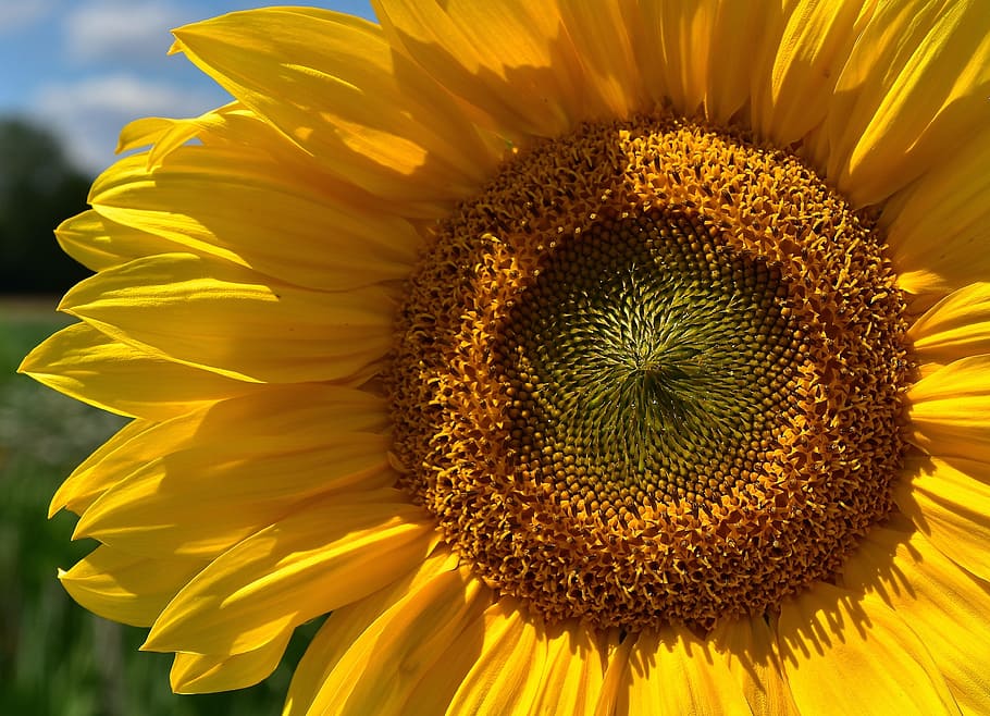 yellow focus photography of yellow sunflower, sun flower, summer HD wallpaper
