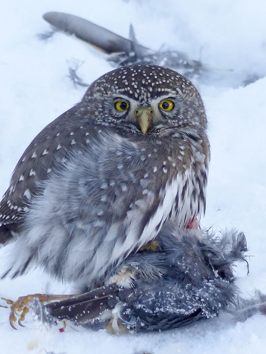 owl, young, hunter, raptor, cute, animal, bird, wildlife, predator HD wallpaper