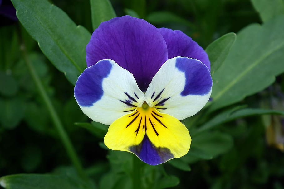 nature, flower, pansy, spring, plant closeup, leaf, flowering plant HD wallpaper